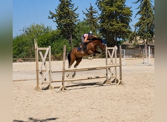 Otras razas, Caballo castrado, 6 años, 148 cm, Castaño