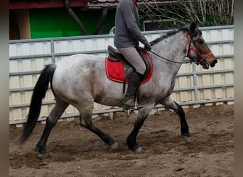 Otras razas, Caballo castrado, 6 años, 148 cm, Tordo ruano