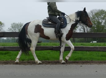 Otras razas, Caballo castrado, 6 años, 152 cm, Pío