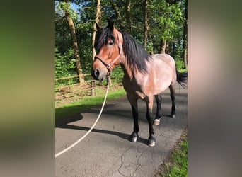 Otras razas Mestizo, Caballo castrado, 6 años, 154 cm, Tordo ruano