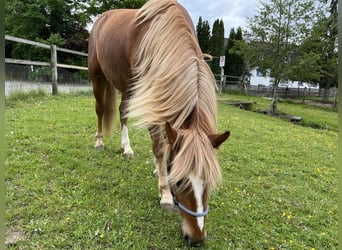 Otras razas Mestizo, Caballo castrado, 6 años, 155 cm, Alazán