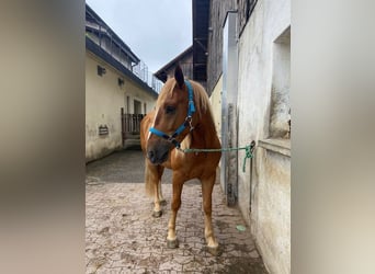 Otras razas Mestizo, Caballo castrado, 6 años, 155 cm, Alazán