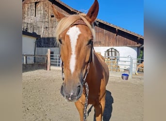 Otras razas Mestizo, Caballo castrado, 6 años, 155 cm, Alazán