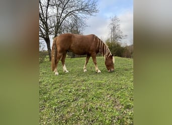 Otras razas Mestizo, Caballo castrado, 6 años, 155 cm, Alazán