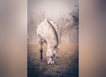 Otras razas, Caballo castrado, 6 años, 155 cm, Atigrado/Moteado