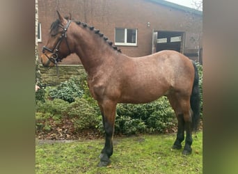 Otras razas, Caballo castrado, 6 años, 155 cm, Castaño