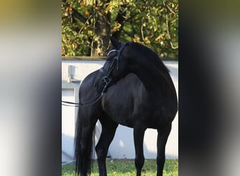 Otras razas, Caballo castrado, 6 años, 155 cm, Negro