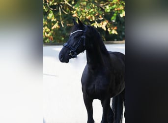 Otras razas, Caballo castrado, 6 años, 155 cm, Negro