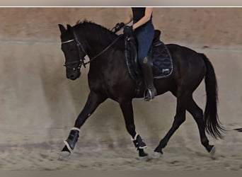 Otras razas, Caballo castrado, 6 años, 155 cm, Negro