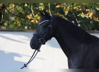 Otras razas, Caballo castrado, 6 años, 155 cm, Negro