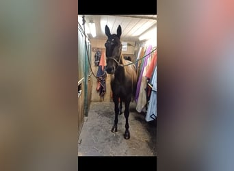 Otras razas, Caballo castrado, 6 años, 155 cm, Negro