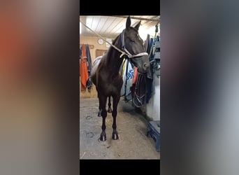 Otras razas, Caballo castrado, 6 años, 155 cm, Negro