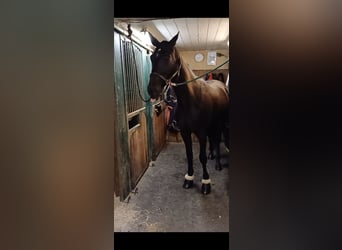 Otras razas, Caballo castrado, 6 años, 155 cm, Negro