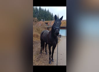 Otras razas, Caballo castrado, 6 años, 155 cm, Negro