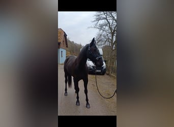 Otras razas, Caballo castrado, 6 años, 155 cm, Negro