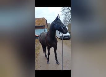 Otras razas, Caballo castrado, 6 años, 155 cm, Negro