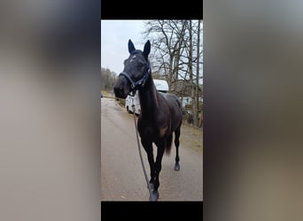 Otras razas, Caballo castrado, 6 años, 155 cm, Negro