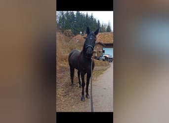 Otras razas, Caballo castrado, 6 años, 155 cm, Negro