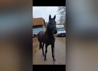 Otras razas, Caballo castrado, 6 años, 155 cm, Negro