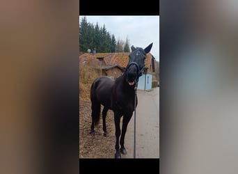 Otras razas, Caballo castrado, 6 años, 155 cm, Negro