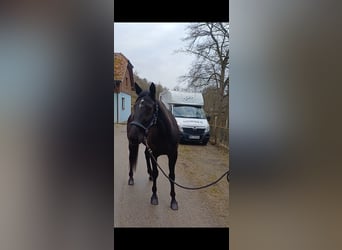 Otras razas, Caballo castrado, 6 años, 155 cm, Negro