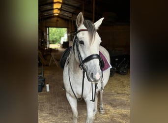 Otras razas, Caballo castrado, 6 años, 155 cm, Tordo
