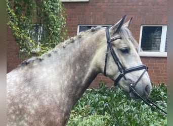 Otras razas, Caballo castrado, 6 años, 155 cm, Tordo rodado