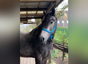 Otras razas, Caballo castrado, 6 años, 155 cm, Tordo rodado