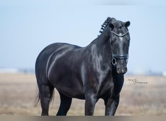 Otras razas, Caballo castrado, 6 años, 157 cm, Negro