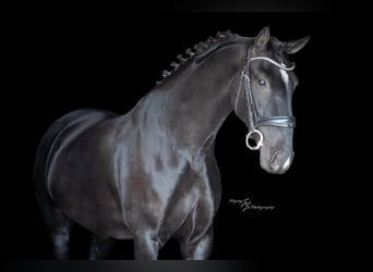 Otras razas, Caballo castrado, 6 años, 157 cm, Negro