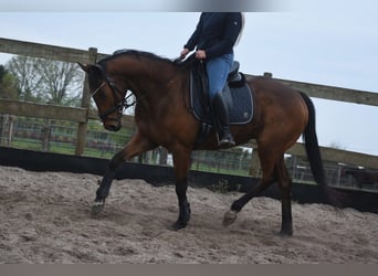 Otras razas, Caballo castrado, 6 años, 158 cm, Castaño