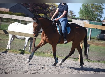 Otras razas, Caballo castrado, 6 años, 158 cm, Castaño