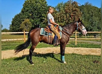 Otras razas, Caballo castrado, 6 años, 158 cm, Castaño