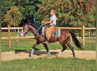 Otras razas, Caballo castrado, 6 años, 158 cm, Castaño