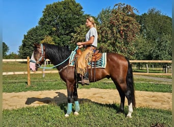 Otras razas, Caballo castrado, 6 años, 158 cm, Castaño