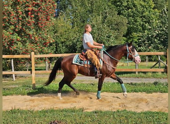 Otras razas, Caballo castrado, 6 años, 158 cm, Castaño