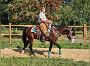 Otras razas, Caballo castrado, 6 años, 158 cm, Castaño