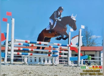 Otras razas, Caballo castrado, 6 años, 158 cm, Castaño