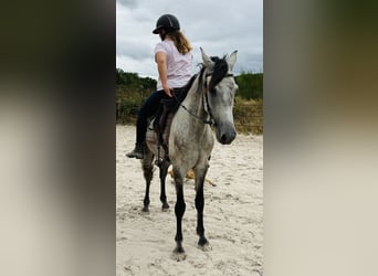 Otras razas, Caballo castrado, 6 años, 158 cm, Tordo