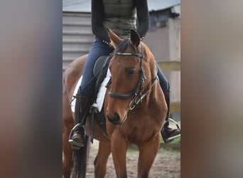 Otras razas, Caballo castrado, 6 años, 160 cm, Castaño
