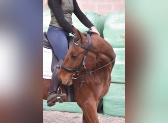 Otras razas, Caballo castrado, 6 años, 160 cm, Castaño