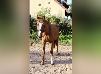 Otras razas, Caballo castrado, 6 años, 166 cm, Alazán