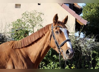 Otras razas, Caballo castrado, 6 años, 166 cm, Alazán