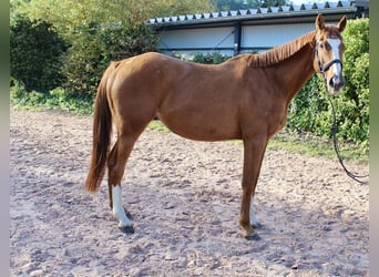 Otras razas, Caballo castrado, 6 años, 166 cm, Alazán