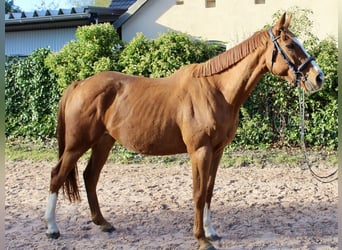 Otras razas, Caballo castrado, 6 años, 166 cm, Alazán