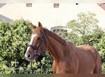 Otras razas, Caballo castrado, 6 años, 166 cm, Alazán