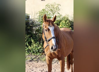 Otras razas, Caballo castrado, 6 años, 166 cm, Alazán