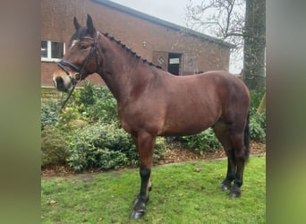 Otras razas, Caballo castrado, 6 años, 166 cm, Castaño