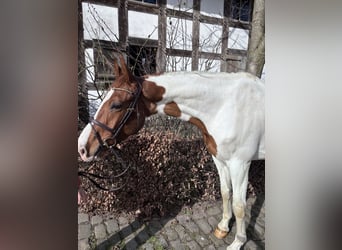 Otras razas, Caballo castrado, 6 años, 168 cm, Pío