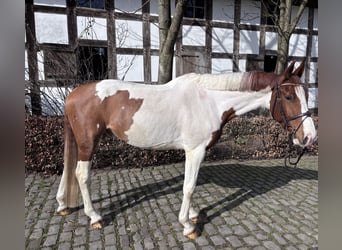 Otras razas, Caballo castrado, 6 años, 168 cm, Pío